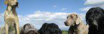 4 dogs, Cottonwood