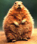 groundhog-day