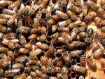 bees