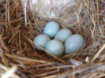 blue-eggs22