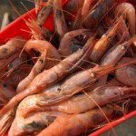 Maine-shrimp2-250x250