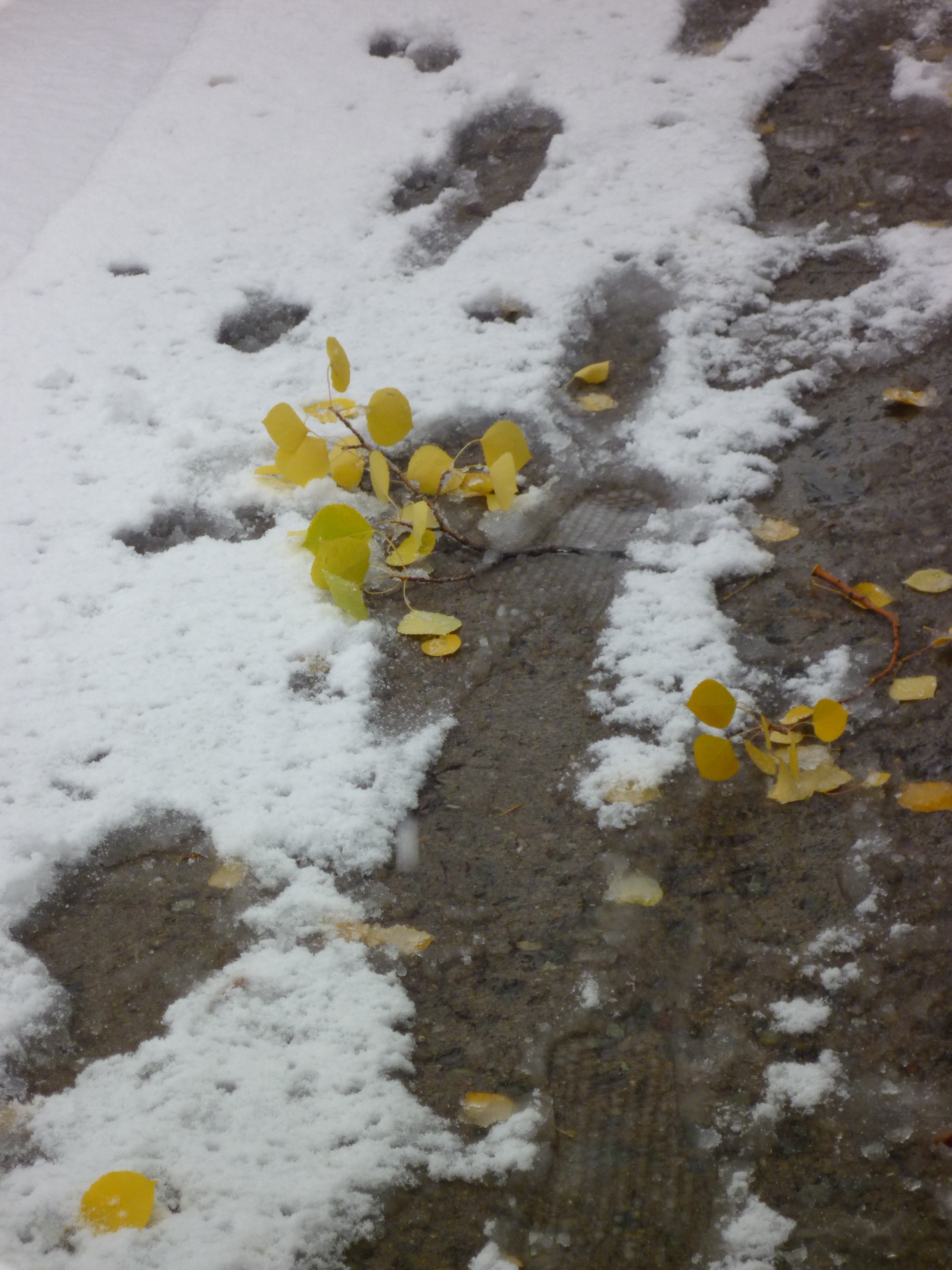 Footsteps in the snow
