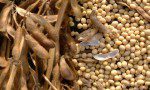 Soybeans, Infinite Unknown