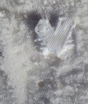 Snow heart track