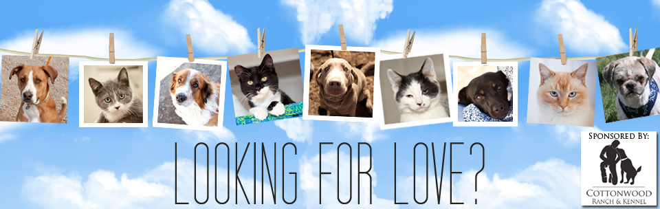 Second Chance: Low-Cost Spay Neuter Clinics