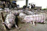 This is about "Babe." Ag-Gag laws hide this abuse