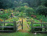 How-To-Actually-Begin-A-Vegetable-Garden1