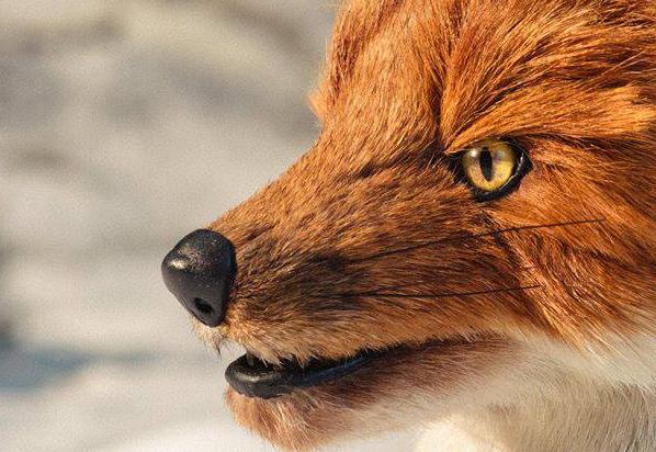 “Fox,” courtesy photo