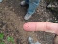 Western spruce budworm early larval stage