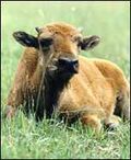 Bisoncalf2