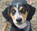 LuLu_Adopt
