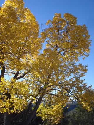 Halloween Cottonwood Halloween Cottonwood
