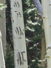 Owl gulch bear claw marks