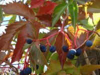 Redvine1 Redvine1