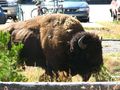Buffalo Buffalo