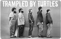 TrampledByTurtles TrampledByTurtles