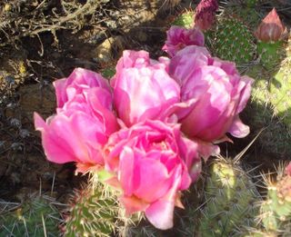Pink cactus Pink cactus