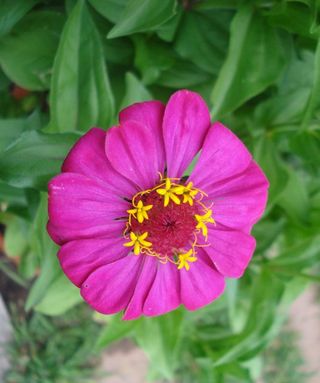 Zinnia Zinnia