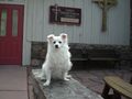 Dog, Church Dog, Church