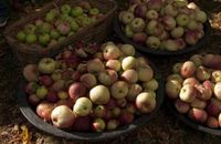 Apples Apples