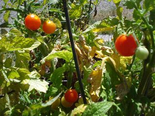 Tomato vines
