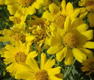 Yellow daisies Yellow daisies