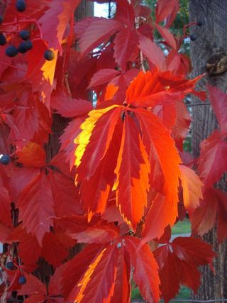 Red leaves Red leaves