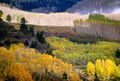 077.Aspen,Green,Yellow-web 077.Aspen,Green,Yellow-web