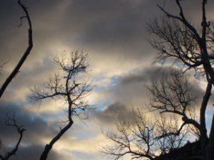 Solstice, Rosemerry