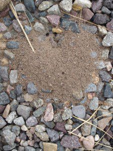 ANT HILL HEART
