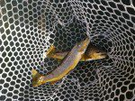 A brace of lower gunny browns