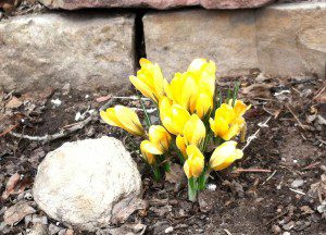 Crocuses in Spring