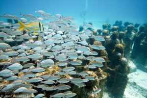 39.Silent evolution_MUSA-42JdeCT