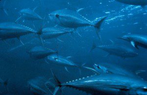 05272011_bluefintuna_large