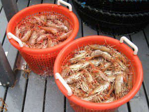oregon dept fish wildlife spot prawns