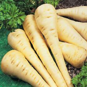 parsnip_1