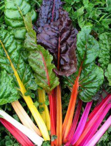 rainbow_chard_comp