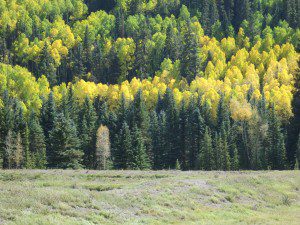 Valley Floor, Autumn