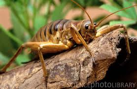 Giant Weta
