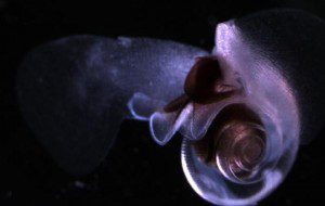 Sea+butterfly Sea butterfly