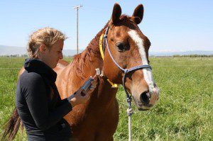 cailin_msu Cailin at  Montana State University’s Department of Animal and Range Science