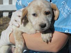 candycane CANDY CANE