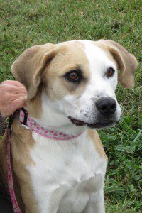 maryanne (2) MARYANNE (dying to play with the cameraman)