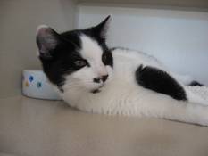 norman STORMIN' NORMAN