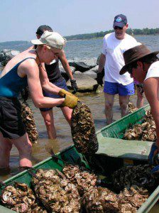 rest_day_1 Oyster bagging, NOAA