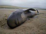 Beached Whale