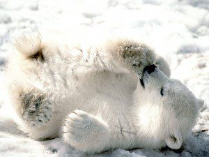 playful_baby_polar_bear-1600x1200-bandwidth-thief