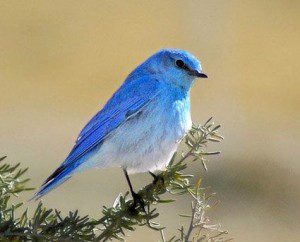 mountain_bluebird_sim_1