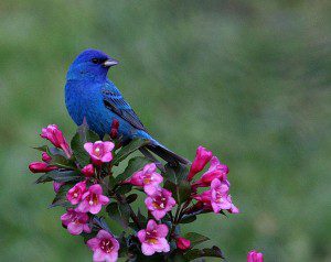bluebird2