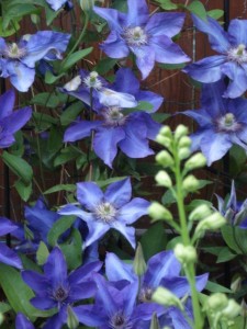 clematis
